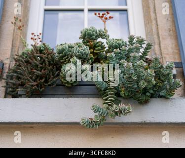 succulente che crescono in un vaso di piante su una finestra Foto Stock