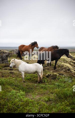 Maestosi cavalli islandesi che pascolano su lussureggianti colline verdi Foto Stock