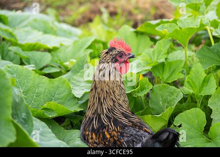 Primo piano del gallo nel giardino verde. Uccello da fattoria tra grandi foglie di piante. L'agricoltura e la primavera. Foto Stock