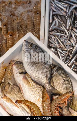 Un bancone per il pesce mostra un assortimento di pesce fresco, tra cui orata, scampi e acciughe, disposte su un letto di ghiaccio. Foto Stock