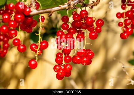 Ribes rosso (Ribes rubrum) su un cespuglio, Fife, Scozia Foto Stock