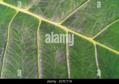 Primo piano estremo di una grande foglia tropicale verde con venature prominenti, creando uno sfondo naturale, astratto e testurizzato. Foto Stock