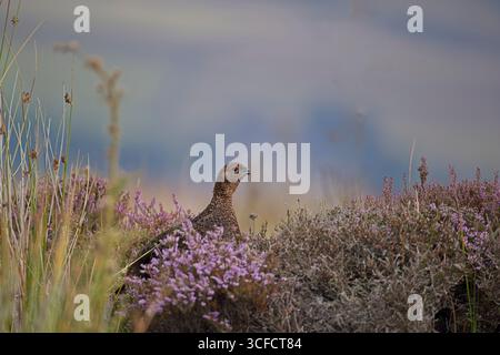 Red Grouse (Lagopus lagopus) tra le erica sulle brughiere di North York il dodicesimo agosto (il glorioso dodicesimo) Foto Stock