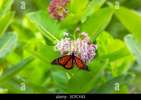 Farfalla monarca (Danaus plexippus) che si nutre di fiori di erba del latte. Farfalla monarca su erba del latte in fiore che si nutre di nettare Foto Stock