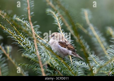 Piccolo uccello marrone e grigio, meno marcato del maschio. Si nutre di semi, insetti e scarti. Foto scattata a Howth, Dublino, Irlanda. Foto Stock