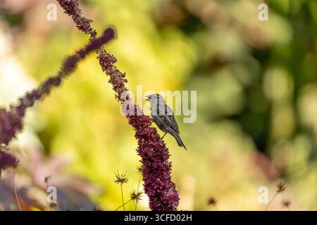 Piccolo uccello marrone e grigio, meno marcato del maschio. Si nutre di semi, insetti e scarti. Foto scattata a Howth, Dublino, Irlanda. Foto Stock