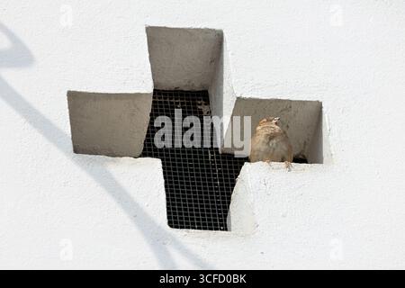Piccolo uccello marrone e grigio, meno marcato del maschio. Si nutre di semi, insetti e scarti. Foto scattata a Howth, Dublino, Irlanda. Foto Stock