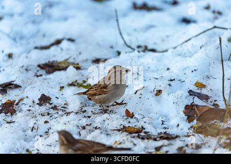 Piccolo uccello marrone e grigio, meno marcato del maschio. Si nutre di semi, insetti e scarti. Foto scattata a Howth, Dublino, Irlanda. Foto Stock