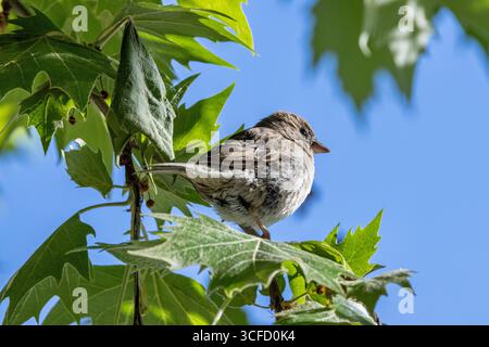 Piccolo uccello marrone e grigio, meno marcato del maschio. Si nutre di semi, insetti e scarti. Foto scattata a Howth, Dublino, Irlanda. Foto Stock