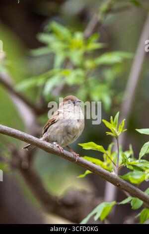 Piccolo uccello marrone e grigio, meno marcato del maschio. Si nutre di semi, insetti e scarti. Foto scattata a Howth, Dublino, Irlanda. Foto Stock