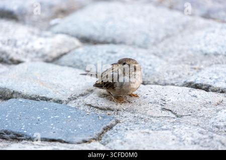 Piccolo uccello marrone e grigio, meno marcato del maschio. Si nutre di semi, insetti e scarti. Foto scattata a Howth, Dublino, Irlanda. Foto Stock