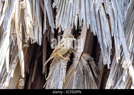 Piccolo uccello marrone e grigio, meno marcato del maschio. Si nutre di semi, insetti e scarti. Foto scattata a Howth, Dublino, Irlanda. Foto Stock