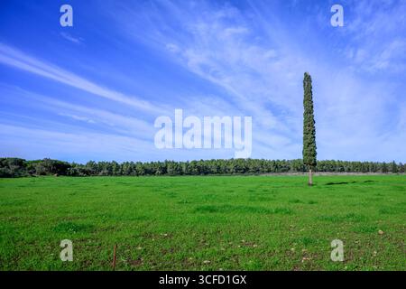 Un cipresso solitario in un lussureggiante campo verde, Israele Foto Stock