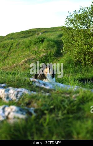 Divertente e ruvida testa di cane collie che sporge sopra la roccia bianca su un prato polacco degli altopiani Foto Stock