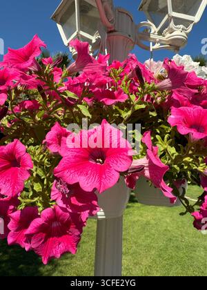 Un cestino appeso di petunie rosa vivaci attaccato a un lampione bianco. I fiori sono in piena fioritura su uno sfondo di erba verde e un cielo limpido. Foto Stock