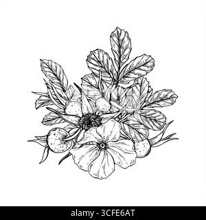 Illustrazione isolata con vettore di cespugli rosa in fiore dipinta da inchiostri neri. Schizzo grafico del bouquet di fiori di rosa, bacche e foglie del cane selvatico Illustrazione Vettoriale