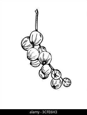 Bacche di ribes monocromatiche sull'illustrazione vettoriale del ramo. Schizzo grafico realistico della raccolta estiva disegnato a mano. Arte della linea Garden Huckleberry Illustrazione Vettoriale