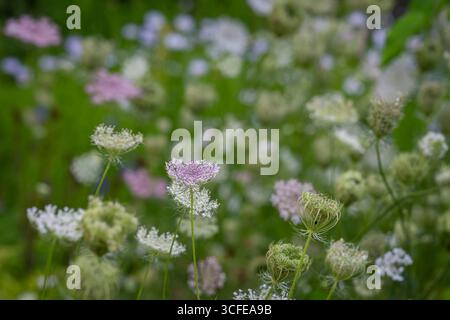 Primo piano dei fiori di pizzo della regina Anna - Daucus carota. Queen Anne Lace delicato fiore estivo sfondo naturale sfocato. Primo piano di carote selvatiche. Foto Stock