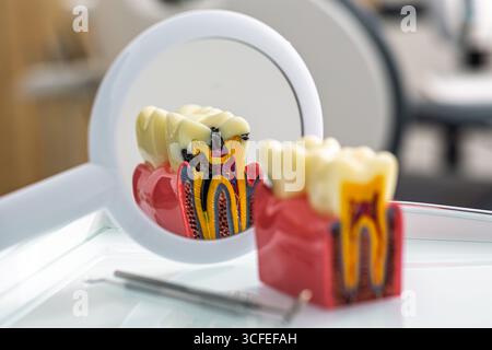 Il modello dettagliato dei denti si trova accanto agli strumenti odontoiatrici, riflettendo l'importanza della cura orale in un ambiente sanitario Foto Stock