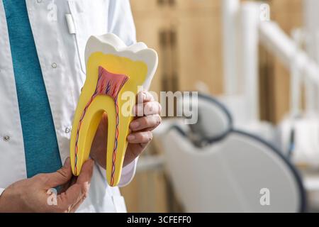 Dentale pro mostra il modello dei denti per educare i pazienti sulla salute e i trattamenti dentali. La salute dei denti e delle gengive, concetto Foto Stock