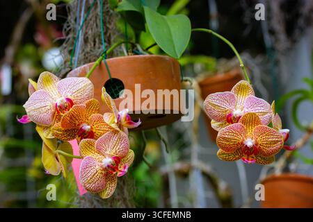 Crisantemi rosa spotted in giardino botanico tropicale, giungla. Fiori esotici in crescita a strisce con punti. Phalaenopsis Caleidoscopio di Baldan Foto Stock