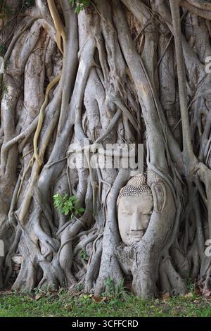 Testa di Buddha in un albero Bodhi - Ayuttaya, Thailandia Foto Stock