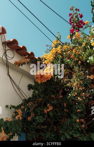 Algarve, Portogallo - 2025.06.30 - fiori di bouganville gialle e rosse si estendono su una parete bianca con tegole in terracotta, addossate a un bricco Foto Stock