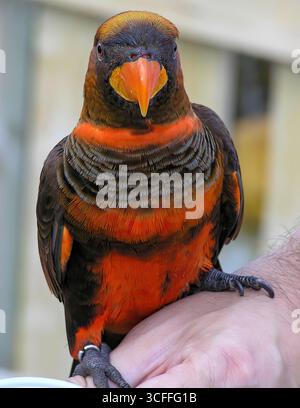 Un Dusky Lory arroccato su una mano Foto Stock
