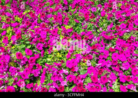 Fiori di Petunia, fitto letto di vibranti fiori rosa in fiore nei giardini del Parco Coranico, Dubai, Emirati Arabi Uniti. Foto Stock