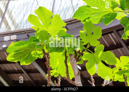 Il comune albero di fico (Ficus carica) foglie verdi vivaci retroilluminate dalla luce del sole con vene e struttura visibili, la vetreria del Parco del Corano, Dubai, Emirati Arabi Uniti. Foto Stock
