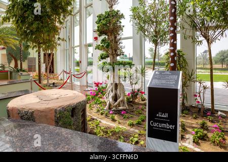 Dubai, Emirati Arabi Uniti, 02.02.22.Quranic Park Glasshouse, vista interna dell'edificio serra di vetro con piante tropicali e alberi con descrizioni, cetriolo Foto Stock