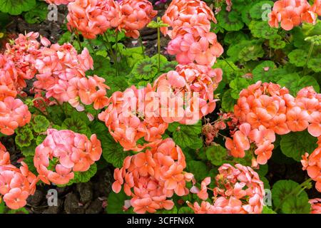Pelargonium hortorum (geranio zonale, geranio da giardino) lussureggianti palle di fiori rosa di pesca e rosa di salmone nella serra del Parco Coranico di Dubai. Foto Stock