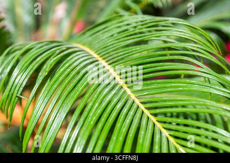 Palma di sago (Cycas revoluta, Sago cycad, palma di sago giapponese) vista ravvicinata di foglie verdi tropicali nella serra del Parco Coranico di Dubai. Foto Stock