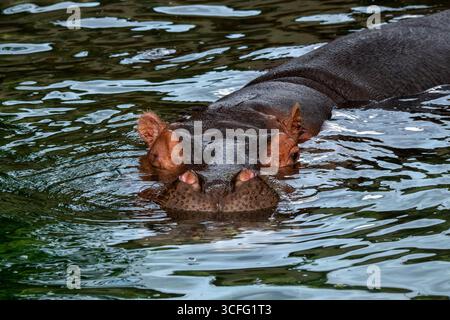 Topeka, Kansas. Zoo di Topeka. Primo piano di un fiume Ippopotamo; ippopotamo anfibio che guarda la macchina fotografica. Foto Stock