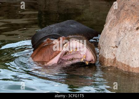 Topeka, Kansas. Zoo di Topeka. Primo piano di un fiume Hippopotamus; Hippopotamus amphibius con la bocca aperta che mostra i denti Foto Stock