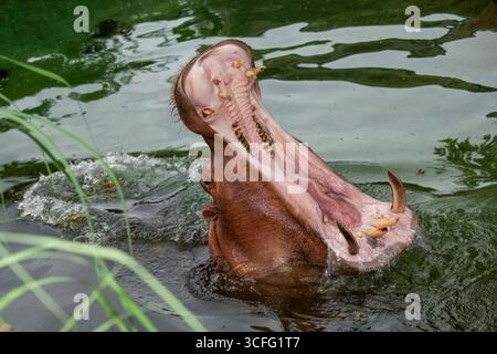 Topeka, Kansas. Zoo di Topeka. Primo piano di un fiume Hippopotamus; Hippopotamus amphibius con la bocca aperta che mostra i denti Foto Stock