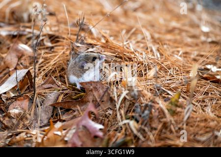 Vadnais Heights, Minnesota. Parco regionale del lago Vadnais. Primo piano di un topo cervo all'entrata della sua tana. Foto Stock