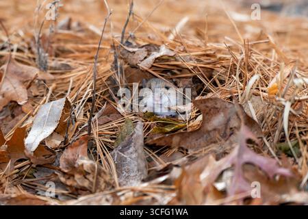 Vadnais Heights, Minnesota. Parco regionale del lago Vadnais. Primo piano di un topo cervo che guarda fuori dall'entrata della sua tana. Foto Stock