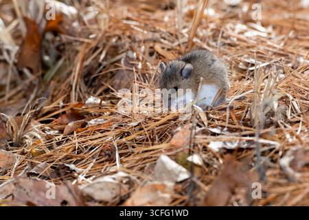 Vadnais Heights, Minnesota. Parco regionale del lago Vadnais. Primo piano di un cervo che mangia la vegetazione sul fondo della foresta Foto Stock