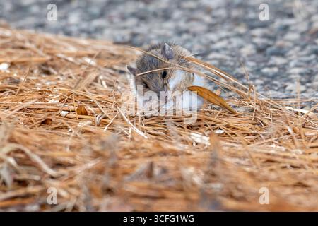 Vadnais Heights, Minnesota. Parco regionale del lago Vadnais. Primo piano di un cervo che mangia la vegetazione sul fondo della foresta. Foto Stock