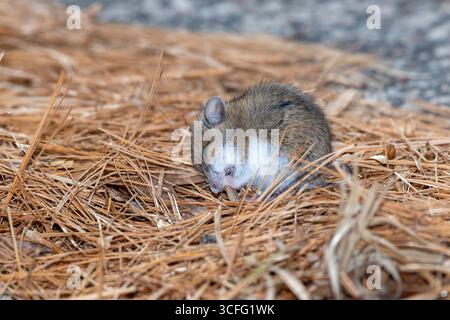 Vadnais Heights, Minnesota. Parco regionale del lago Vadnais. Primo piano di un cervo che mangia la vegetazione sul fondo della foresta. Foto Stock