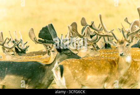 Cervi greggi misti con grandi palchi nella campagna inglese. Foto Stock