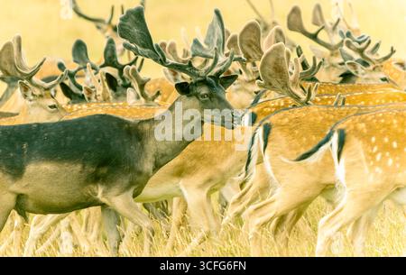 Cervi greggi misti con grandi palchi nella campagna inglese. Foto Stock