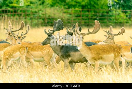Cervi greggi misti con grandi palchi nella campagna inglese. Foto Stock