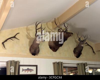 Teste di cervo e alci montate esposte su una parete rustica della cabina, utilizzate come trofei di caccia e tassidermia decorativa. Foto Stock