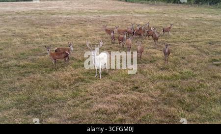 Vista aerea di un branco di cervi rossi con un raro cervo bianco in un prato, la campagna del Worcestershire, Inghilterra, la fauna selvatica britannica in campagna Foto Stock
