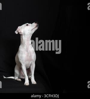 vecchio piccolo cane bianco di razza mista su sfondo nero che desidera un aspetto triste nei suoi occhi Foto Stock