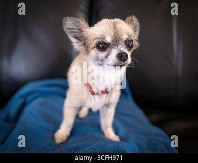 Bel ritratto di cane Chihuahua Foto Stock
