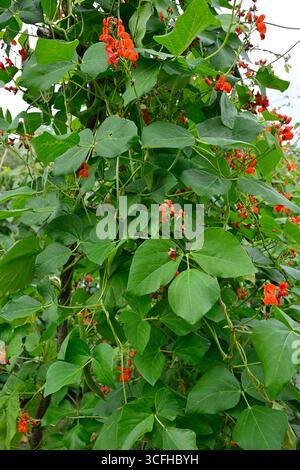 Fiori rossi estivi, baccelli verdi e fogliame di fagioli di runner Phaseolus coccineus "Red Rum" giardino britannico agosto Foto Stock