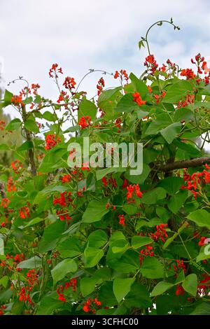 Fiori rossi estivi, baccelli verdi e fogliame di fagioli di runner Phaseolus coccineus "Red Rum" giardino britannico agosto Foto Stock
